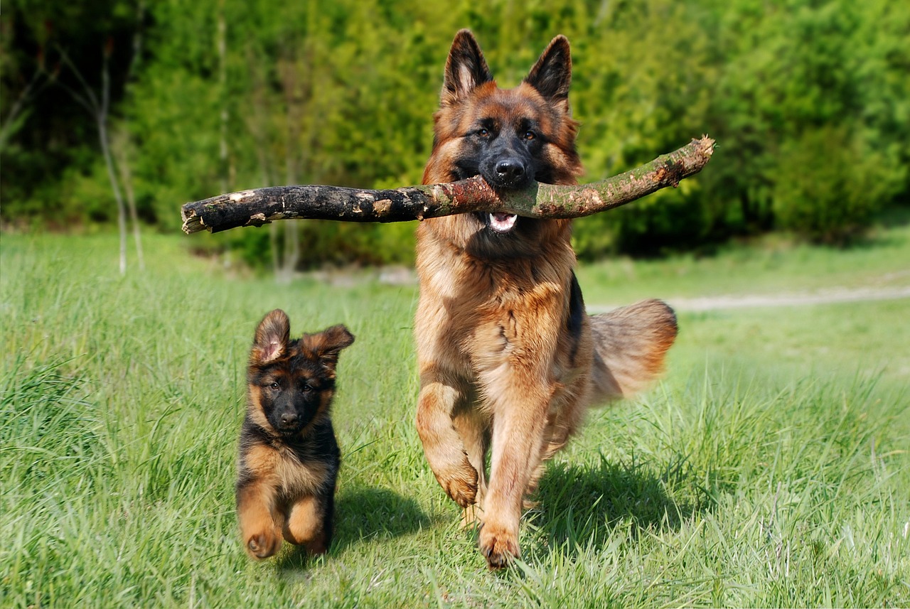 Healthy Dog Treats for Training: Keeping Your Pup Fit While Learning